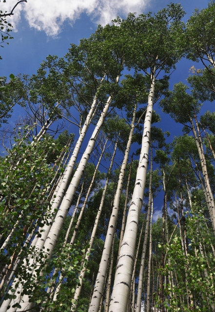stand of aspen trees